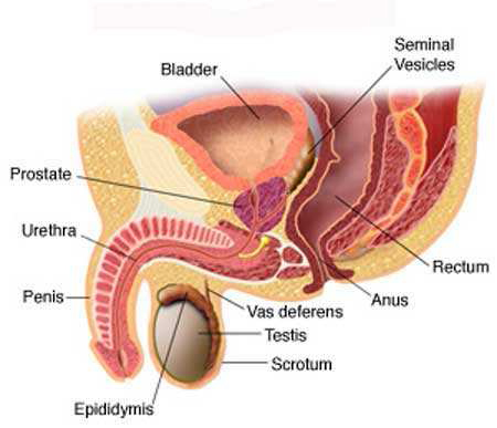 Location of the Prostate Gland